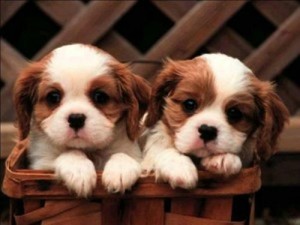 Cute-Small-Twins-Dog-Breed