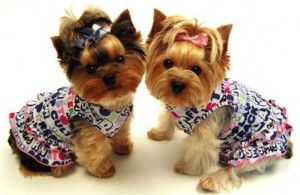 yorkshire-terrier-dogs