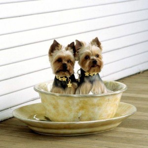 yorkshire-terrier-dogs1
