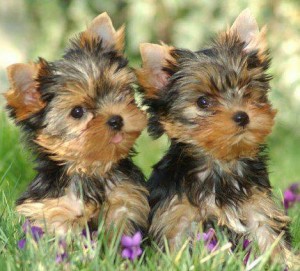 yorkshire-terrier-dogs15
