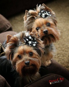 yorkshire-terrier-dogs3