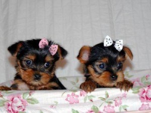 yorkshire-terrier-dogs7