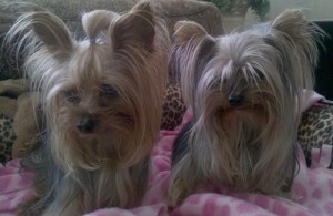 yorkshire-terrier-dogs8
