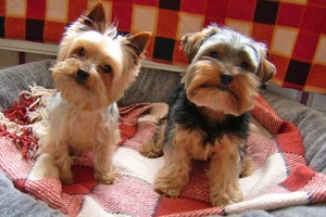 yorkshire-terrier-dogs9