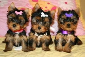 yorkshire terrier puppies twins