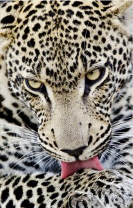 Glamorous leopard