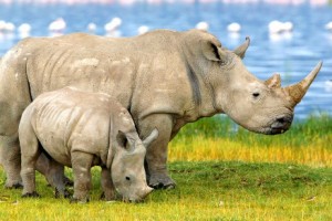 Rhinos-featured