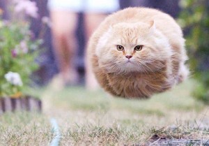 hover animal