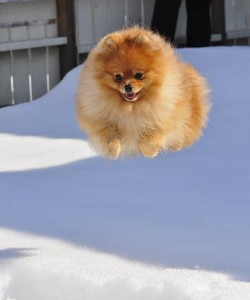 hover animal
