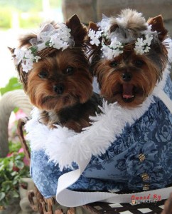 yorkshire-terrier-dogs2
