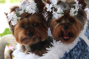 If You Have Never Experienced Cuteness Overload, See These Adorable Yorkshire Terriers Twins yorkshire-terrier-dogs2